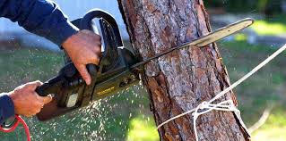 Trusted Greenwood, LA Tree Removal Experts