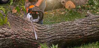 Leaf Removal in Greenwood, LA