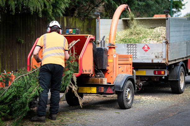 How Our Tree Care Process Works  in  Greenwood, LA