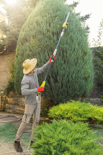 Best Tree Maintenance Programs  in Greenwood, LA